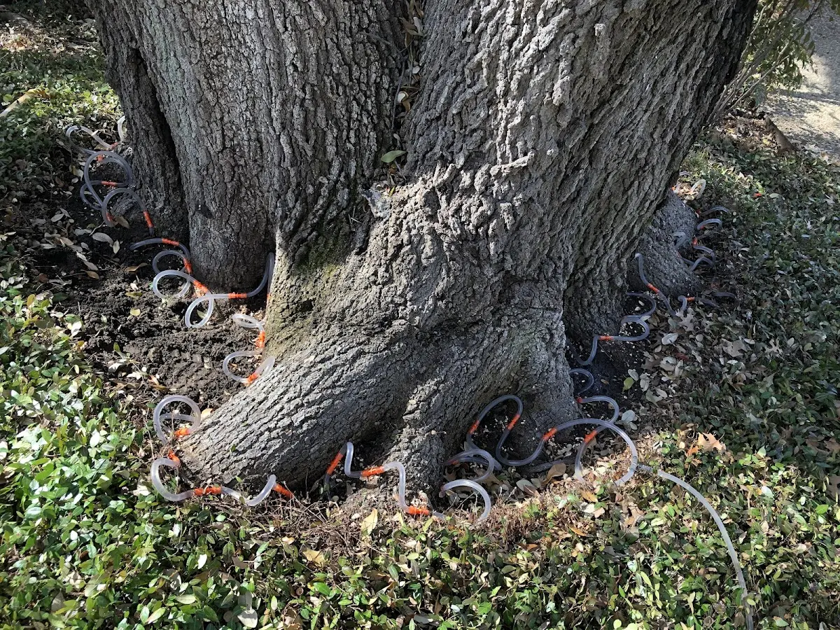 Detailed Tree Cabling and Bracing job site in Fort Sumner