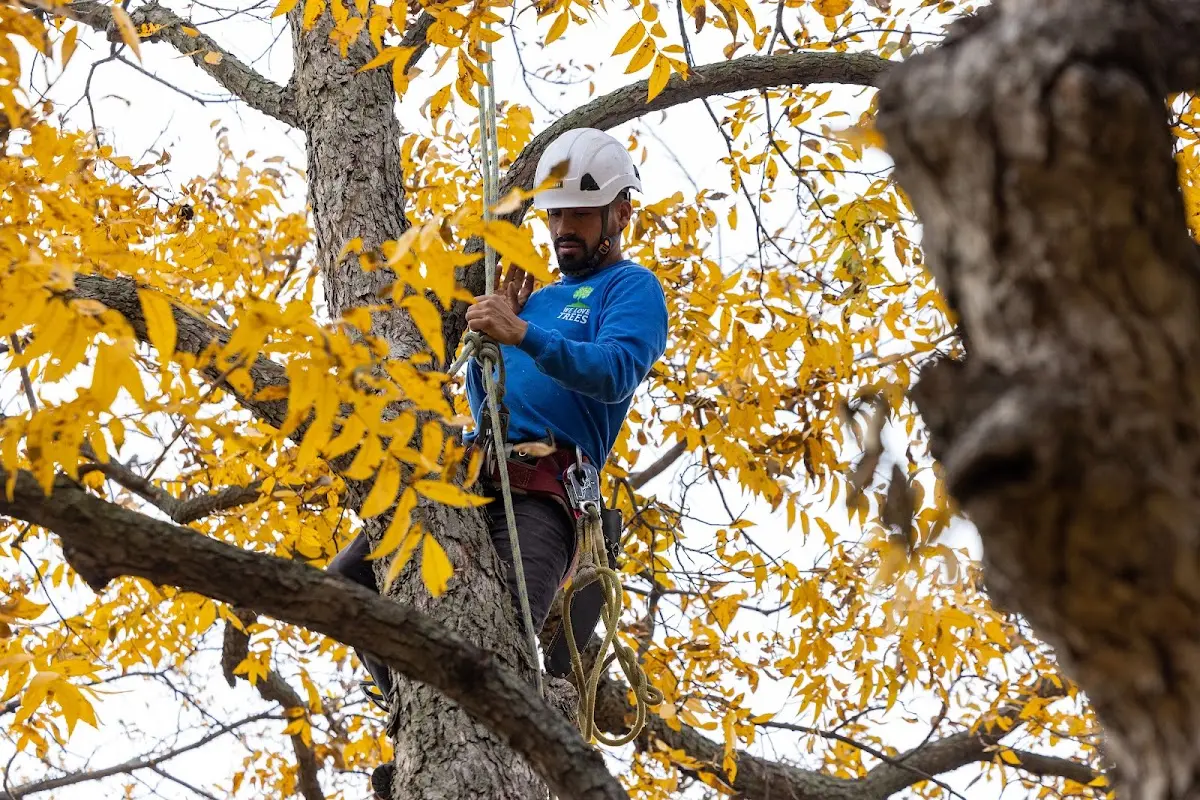Skilled Storm Damage Cleanup crew working in Fort Sumner