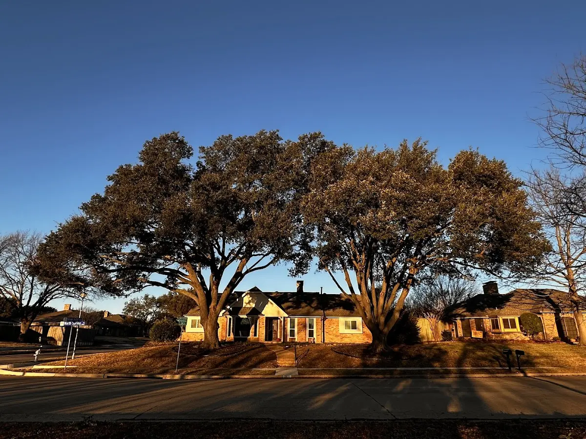 Established residential canopy tree shading a home in Fort Sumner